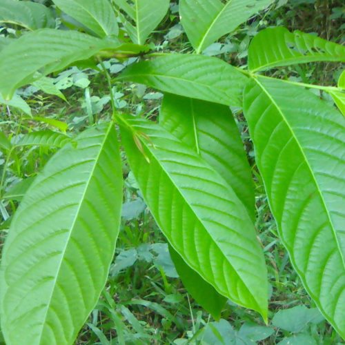 banaba